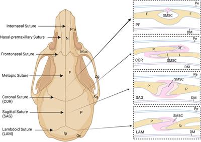 FGF signaling in cranial suture development and related diseases